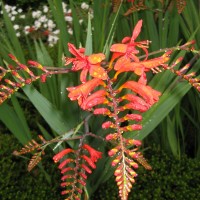 Crocosmia 'lucifer'